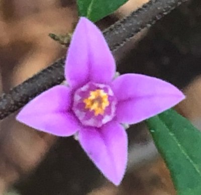 bushflowergirl_'s profile picture. ~Embrace Life with the Power of Nature ~