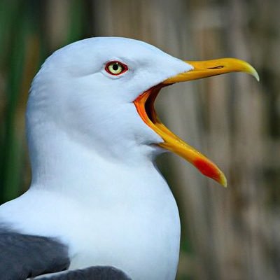 Salut c’est moi moumou la reine des mouette.