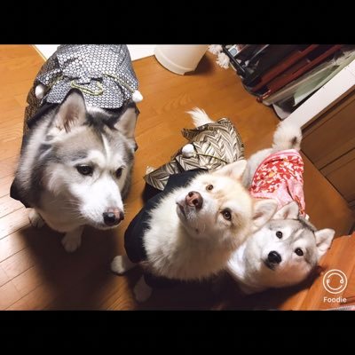 シベリアンハスキーが大好きで3ハス家族です💓🐾 レオン10/7生まれ10歳♂(父)/ラン7/6生まれ8歳♀(娘)/ソックス7/6生まれ8歳♂(息子)/犬のいる暮らし🐺♡インスタもはじめたので気軽にフォローして下さい♪