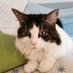 Daphne's Catflap (@daphneflap) Twitter profile photo Daphne's Catflap (@daphneflap) Twitter profile photo