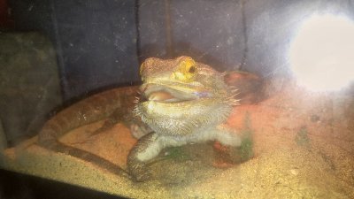 pandimmick's profile picture. Trogdor the burninator
🦇🦇🔊