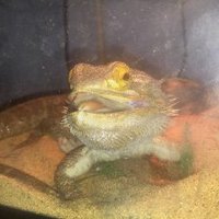 )(Hindsight)( (@pandimmick) 's Twitter Profile