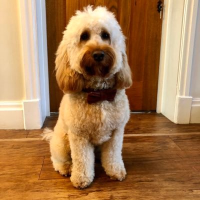 Hi! My name is Arlo. I am an apricot Cockapoo and the school therapy dog at @st_john_fisher! I love walkies, swimming, digging and cuddles!!