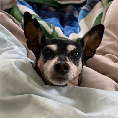 sbfdfire's profile picture. SBFDCoFD Fire Captain