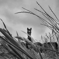 Ardsley Stud (@ardsleystud) 's Twitter Profile