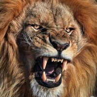 أمين يحي (@gjhlzliyyq8itor) Twitter profile photo