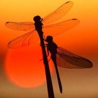 Dragonfly42(@MValbrecht) 's Twitter Profileg