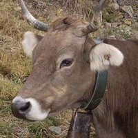 Andorran🇦🇩Connection (@andorran_connec) 's Twitter Profile