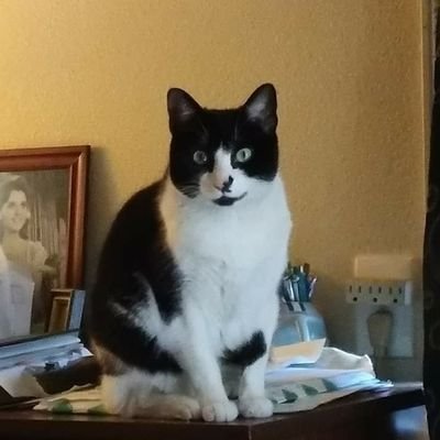 VestDennis's profile picture. Cat lover, writer, cancer survivor