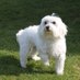 Fearless Maltese! (@fearlessmaltese) Twitter profile photo Fearless Maltese! (@fearlessmaltese) Twitter profile photo