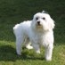 Fearless Maltese! (@fearlessmaltese) Twitter profile photo