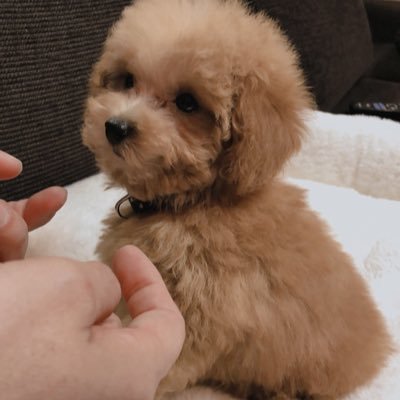 kamitetsu0619's profile picture. よろしくお願い申し上げます。