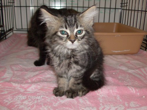 cat rescuer extraordinaire, feral cat tamer, TNR advocate, founder of Healing Animal SCARS, rescued over 2000 kitties