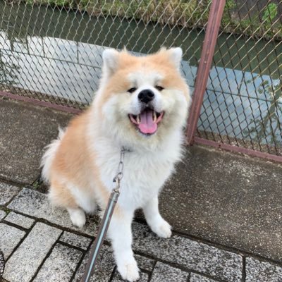 2014年10月14日、香川県生まれ 5歳の♂ （関東龍）大きく、元気な秋田犬です🐕