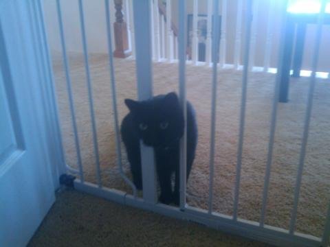 westlico's profile picture. 