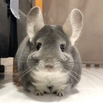 2018.2月チンチラ優をお迎えしました。毎日お世話できて幸せです♡色んなチンチラさんの生活を知りたくてアカウントを作りました。無言フォロー失礼いたします🌼 2018.10月 想をお迎えしました🍀ふたりの女の子と仲良く暮らしています.。o○