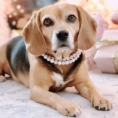 I’m a cute Beagle that models for treats and belly rubs 💕🐶💕My Mama is @decoratordiva1