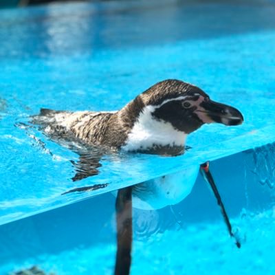 papa_penguins's profile picture. 神戸市で育ち、京都で学び、大手IT企業に勤務しながらポイ活・投資など、小遣い稼ぎに邁進しています！独立への5ヶ年計画を立て、日々隙間時間の努力を積み重ねていきます！