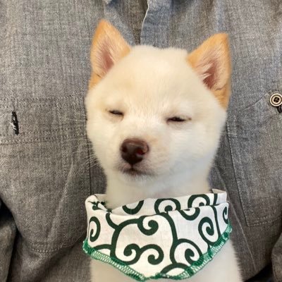 白豆柴のコハク 再ツイート お風呂が嫌すぎる豆柴 他の子はどうやって入ってるんだろう W 豆柴 風呂嫌い シャンプー嫌い 悲鳴 犬好きな人と繋がりたい
