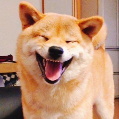 それいけ 柴犬タツノコ姫 柴犬 タツノコ姫 J ー し 両手に愛しのボーロちゃん乗せて待ってます あたちは待てる女でしゅ J ー し それはそうと眉毛が両津勘吉みたいになってきたね