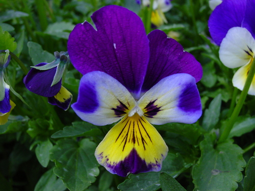 Juliet982's profile picture. 