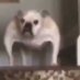 cursed good boys (@cursedgoodboys) Twitter profile photo cursed good boys (@cursedgoodboys) Twitter profile photo