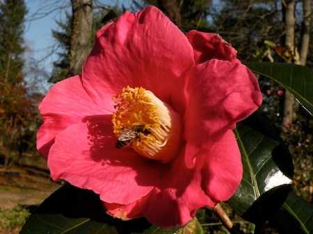 Family owned independent nursery garden center, florist and planting service with landscape design.   We keep bees and have pollinator plants.