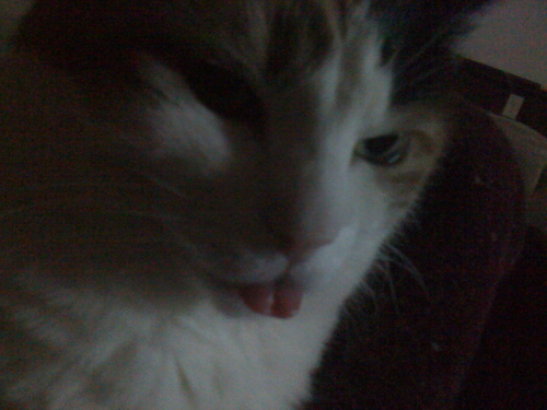 2bambi's profile picture. 🍷🥃🍸with some sarcasm #LivePD for life…#OPNation to continue the legacy Animal lover 💕