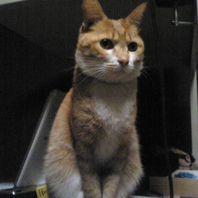 chakopi01's profile picture. Worked in Drug Safety→member of NAH since 2021/Spiritually awakened in 2024/Fovorites: Kento Hayashi, OL and kitten/Tweets as notebook./NAH会員(2021~)