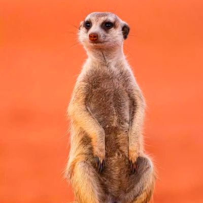 HanifAlamAlam1's profile picture. 21