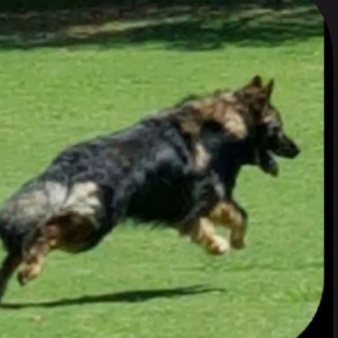 Christian. Support ALL of our 1st Responders🚔🚑🚒 #WorkingDogs. Nature. Love ALL creatures great and small.