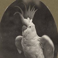 HistAustJournal(@HistAustJournal) 's Twitter Profile Photo