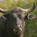 IUCN Asian Wild Cattle SG (@iucn_wildcattle) Twitter profile photo IUCN Asian Wild Cattle SG (@iucn_wildcattle) Twitter profile photo