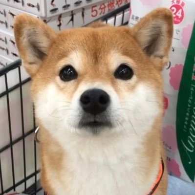 静岡県菊川市生まれで北海道函館市在住の柴女子コウです。「柴犬コウちゃんの女子道入門」文藝春秋から粘り強く発売中！ https://t.co/q6nOI0HqQ0