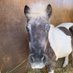 ときがわホースケアガーデン馬、動物たち😆❤️ (@horsecaregarden) Twitter profile photo ときがわホースケアガーデン馬、動物たち😆❤️ (@horsecaregarden) Twitter profile photo