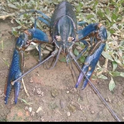 jual beli lobster air tawar wa 082211365510