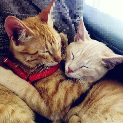 DEdimburgo's profile picture. Soy tata de conejos y parte de la realeza, no te confundas no me relacionó con cualquiera.