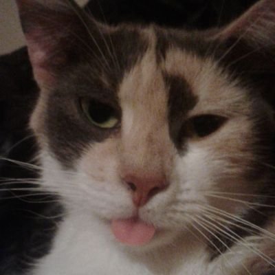 ericsrobinson1's profile picture. Leeds born and bred. animal lover wild and wonderful cats dogs stand up for those With no voice don't like scenic photos