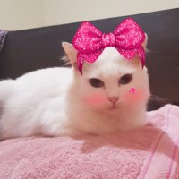 YumoP 🐈(@YumoP810) 's Twitter Profile Photo