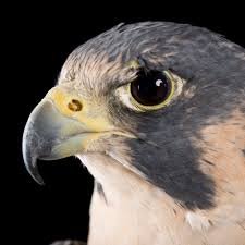Two things I've always been; a Field Falcon and a biology nerd!