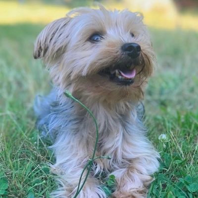 emily85227238's profile picture. ⭐️