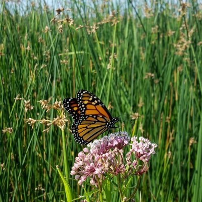 Community science campaign to learn more about western monarchs and why their population is collapsing #monarchmystery