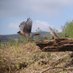 Restoring Hardknott Forest (@hardknottforest) Twitter profile photo Restoring Hardknott Forest (@hardknottforest) Twitter profile photo