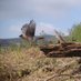 Restoring Hardknott Forest (@HardknottForest) Twitter profile photo