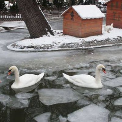 ankarakugusu's profile picture. Mizahi Yazar