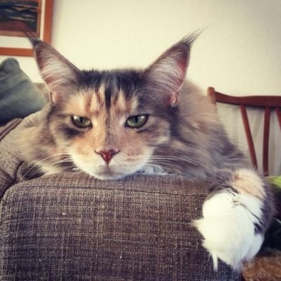 DenTradern's profile picture. Swingtrader. En och annan Ipo också.
Samtliga inlägg är starka köprekar med hävstång,  lämpligt för barnsparande:-)