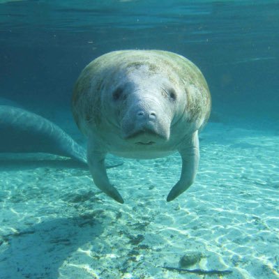 Manateen_idol