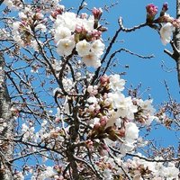 桜 (@4ggawghl0sxhec0) 's Twitter Profile Photo 桜 (@4ggawghl0sxhec0) 's Twitter Profile Photo