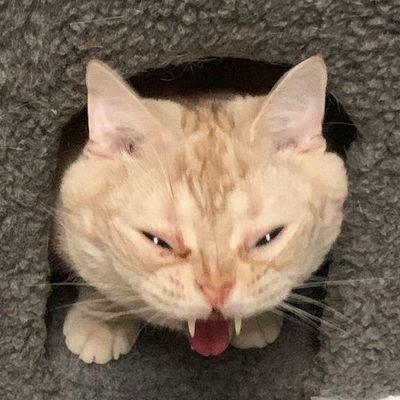 ChisanaKita's profile picture. /C#/node.js/AfterEffect/