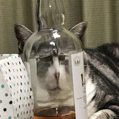 Frunzzo's profile picture. I enjoy creating sins in the kitchen and being afk in bad places in Minecraft.  he/him